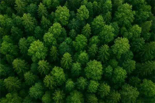 Ecologie bois biosourcé