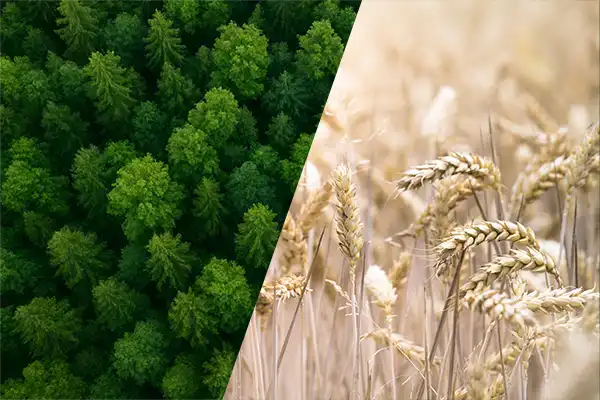 Ecologie bois paille